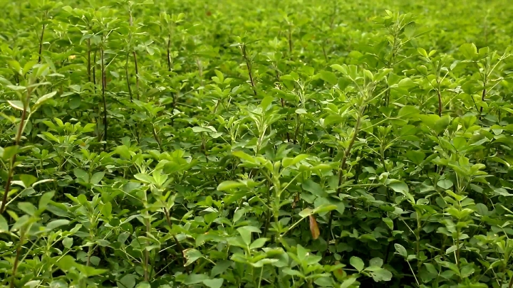 紫花苜蓿"北草南引"在洞庭湖区获成功