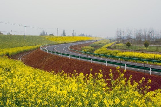 鲜花大道