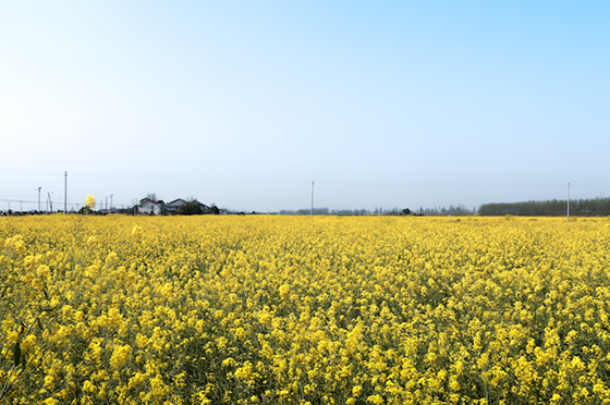 油菜花海