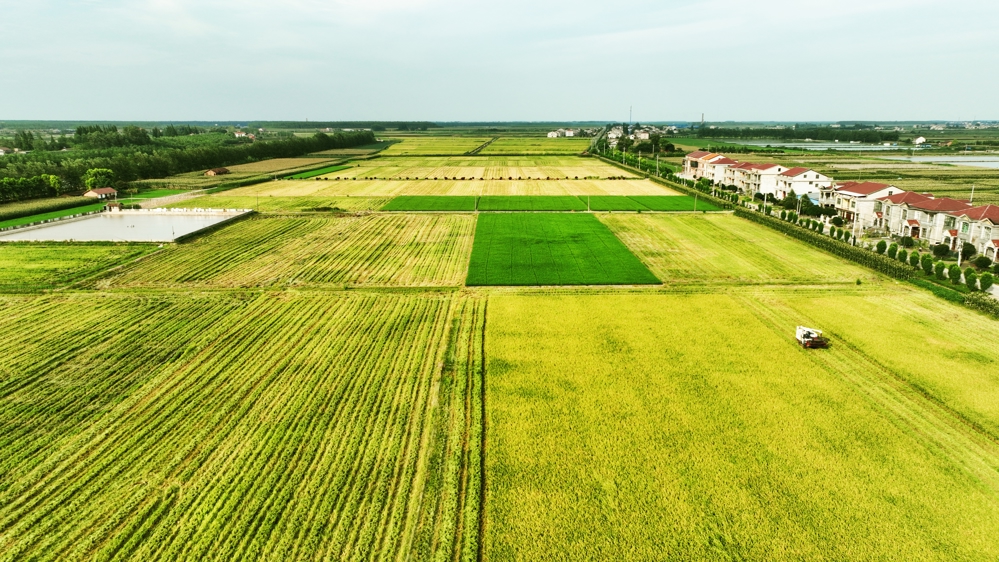 0709 早稻收割_看图王